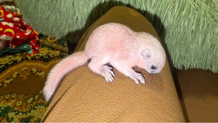 ลูกกระรอกเผือกสระบุรี เเท้ ลูกป้อนวัยน่ารัด รูปที่ 2