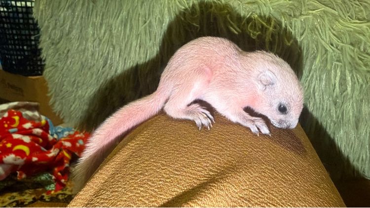 ลูกกระรอกเผือกสระบุรี เเท้ ลูกป้อนวัยน่ารัด รูปที่ 3