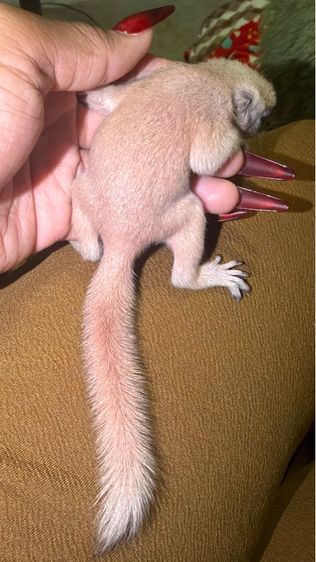 ลูกกระรอกเผือกสระบุรี เเท้ ลูกป้อนวัยน่ารัด รูปที่ 4