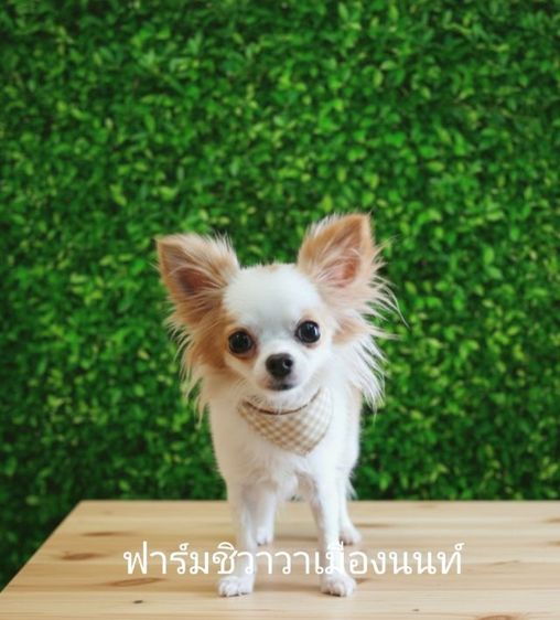 18000฿สาวจีจี้(ฟาร์มชิวาวาเมืองนนท์) รูปที่ 2