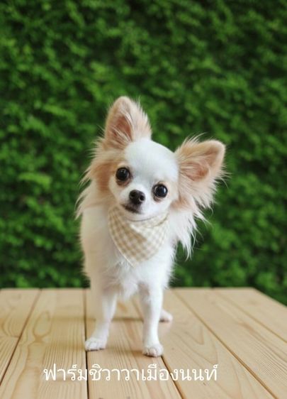 ชิวาวา (Chihuahua) เล็ก 18000฿สาวจีจี้(ฟาร์มชิวาวาเมืองนนท์)