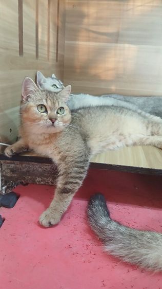 แมวสก้อตติช เพศผู้วัคซีนแล้วก่อนย้ายตรวจหัดแมวฟรีสนใจถามก่อนได้คะ รูปที่ 2