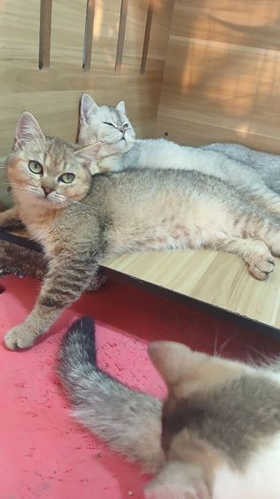 แมวสก้อตติช เพศผู้วัคซีนแล้วก่อนย้ายตรวจหัดแมวฟรีสนใจถามก่อนได้คะ รูปที่ 8