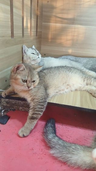 แมวสก้อตติช เพศผู้วัคซีนแล้วก่อนย้ายตรวจหัดแมวฟรีสนใจถามก่อนได้คะ รูปที่ 3