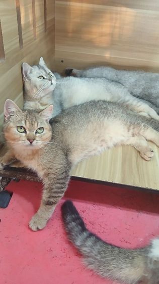 แมวสก้อตติช เพศผู้วัคซีนแล้วก่อนย้ายตรวจหัดแมวฟรีสนใจถามก่อนได้คะ รูปที่ 5
