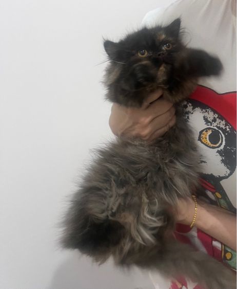 แมวเปอร์เซีย สีขาว สีเทา รูปที่ 2