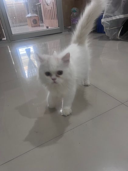 แมวเปอร์เซีย สีขาว สีเทา รูปที่ 3