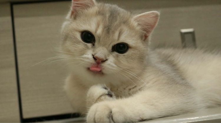 หนุ่มบริติชสีAy