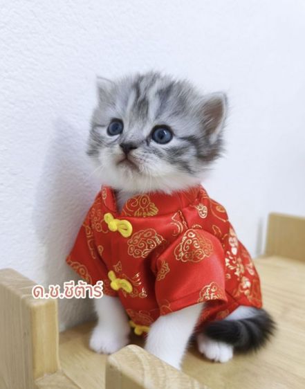 สก็อตติช โฟลด์ (Scottish Fold) ด.ช.ชีต้าร์ สก็อตติช พกใบscfc