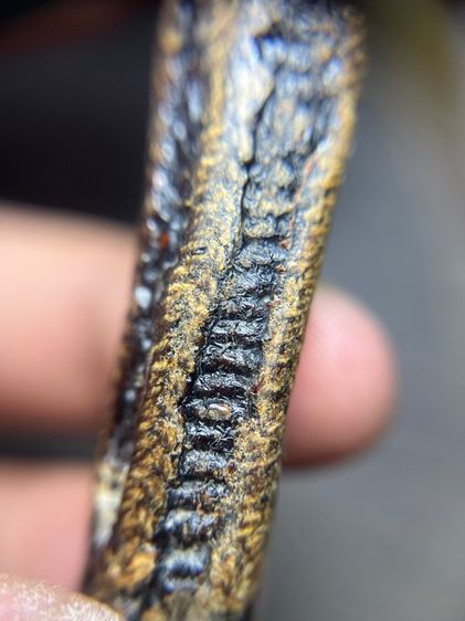 ตะกรุดตะกั่วไม่ทราบที่ยาว 2.8 นิ้ว(มีสินค้าหลายรายการกดเข้ามาดูในโปรไฟล์ได้เลยครับ) รูปที่ 8