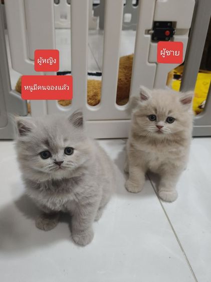 บริติช ชอร์ตแฮร์ (British Shorthair) เหลือตัวผู้สีครีมตัวสุดท้าย