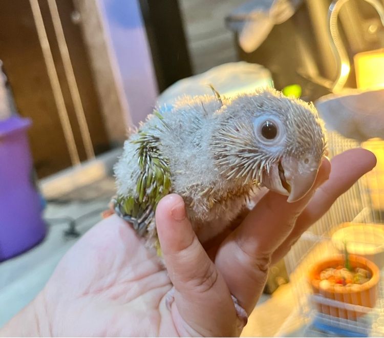 ลูกป้อน กรีนชีค พายแอปเปิ้ล รูปที่ 5