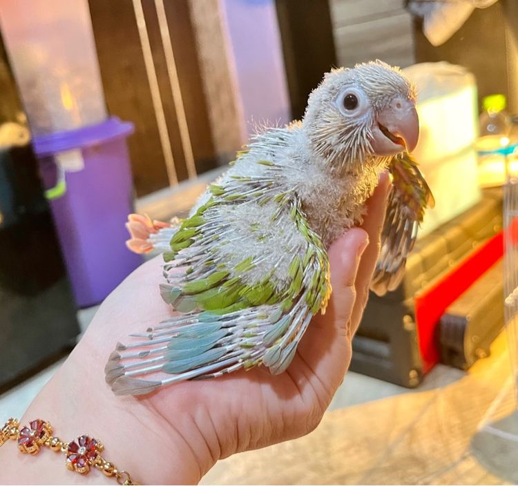 ลูกป้อน กรีนชีค พายแอปเปิ้ล