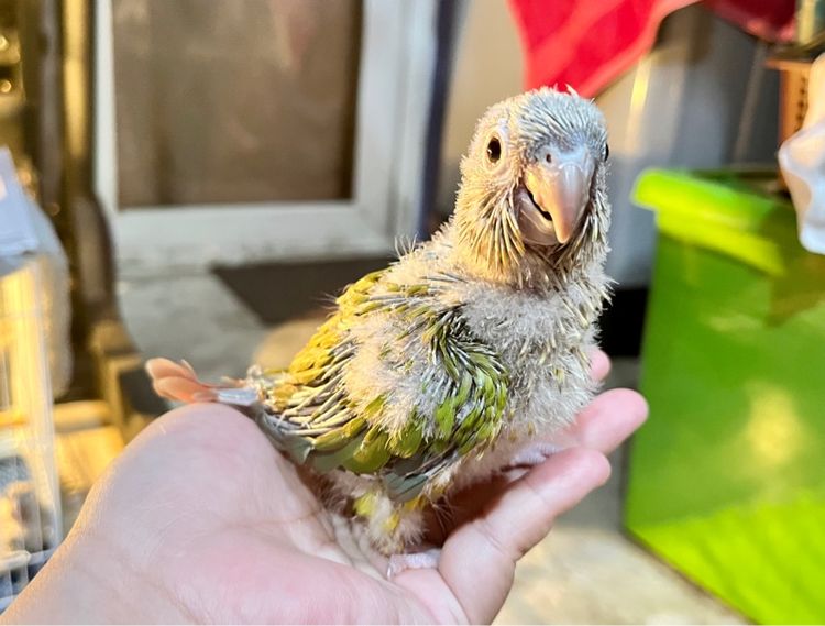 ลูกป้อน กรีนชีค พายแอปเปิ้ล รูปที่ 7