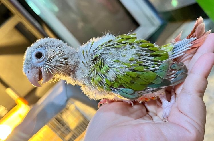 ลูกป้อน กรีนชีค พายแอปเปิ้ล รูปที่ 16