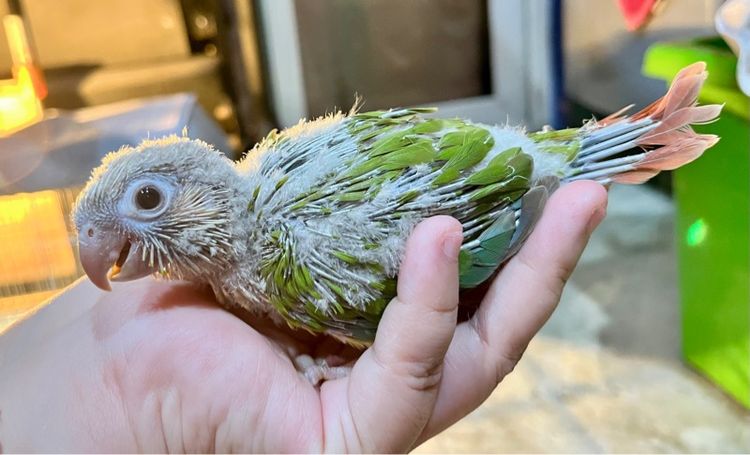 ลูกป้อน กรีนชีค พายแอปเปิ้ล รูปที่ 10