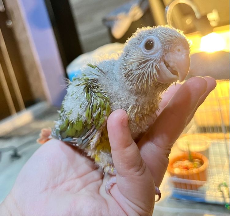 ลูกป้อน กรีนชีค พายแอปเปิ้ล รูปที่ 6