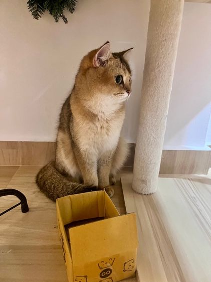 แมวสก็อตติชผสมบริติช 1ขวบ ผญ สมุดวัคซีน ไมโครชิฟ รูปที่ 8