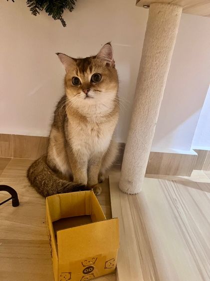 แมวสก็อตติชผสมบริติช 1ขวบ ผญ สมุดวัคซีน ไมโครชิฟ รูปที่ 7