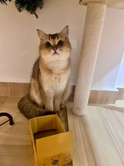 แมวสก็อตติชผสมบริติช 1ขวบ ผญ สมุดวัคซีน ไมโครชิฟ รูปที่ 6