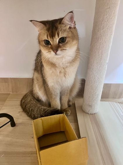 แมวสก็อตติชผสมบริติช 1ขวบ ผญ สมุดวัคซีน ไมโครชิฟ รูปที่ 10