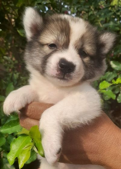 บางแก้วแท้ ชาย 1 หญิง 4 รูปที่ 5