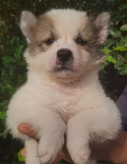 บางแก้ว (Thai Bangkaew Dog) ใหญ่ บางแก้วแท้ ชาย 1 หญิง 4