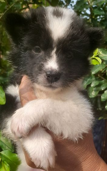 บางแก้วแท้ ชาย 1 หญิง 4 รูปที่ 4