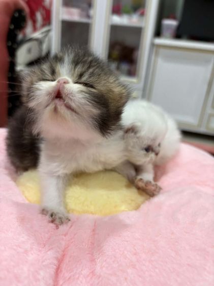 เปอร์เซียหน้าบี้หน้าตุ๊กตาเปิดจอง รูปที่ 11