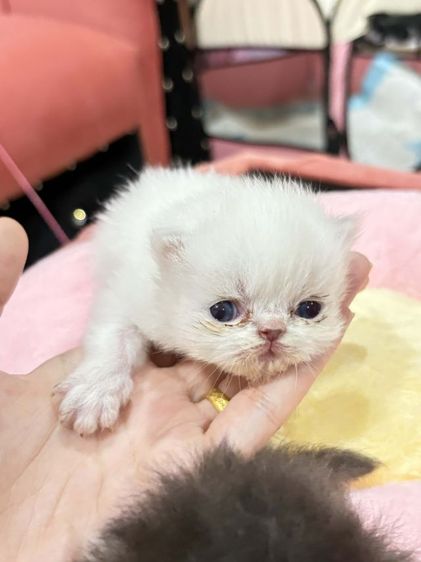 เปอร์เซียหน้าบี้หน้าตุ๊กตาเปิดจอง รูปที่ 8