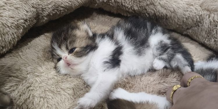 เปอร์เซียหน้าบี้หน้าตุ๊กตาเปิดจอง รูปที่ 5