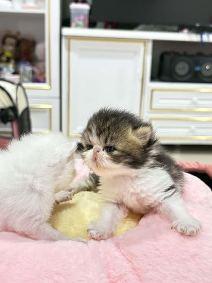 เปอร์เซียหน้าบี้หน้าตุ๊กตาเปิดจอง รูปที่ 10