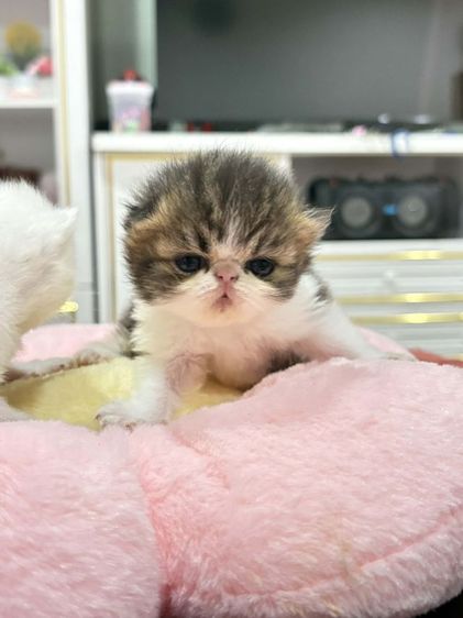 เปอร์เซียหน้าบี้หน้าตุ๊กตาเปิดจอง รูปที่ 9