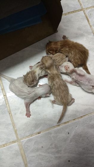 เปอร์เซีย (Persian) เปิดจองน้องเปอร์เซียแท้