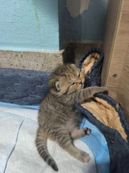 ช็อตแฮ รูปที่ 16