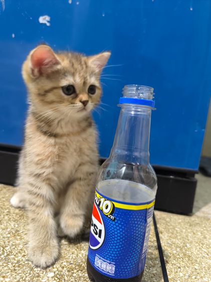 ช็อตแฮ รูปที่ 7