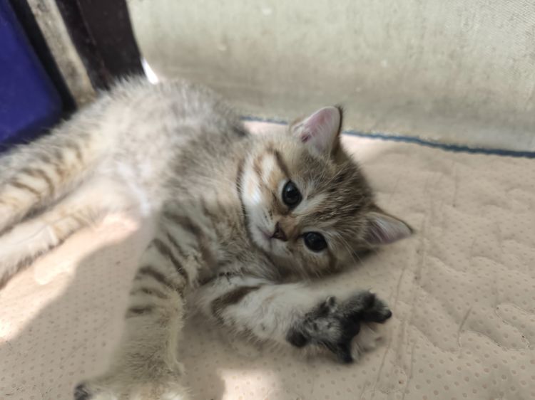 ช็อตแฮ รูปที่ 15