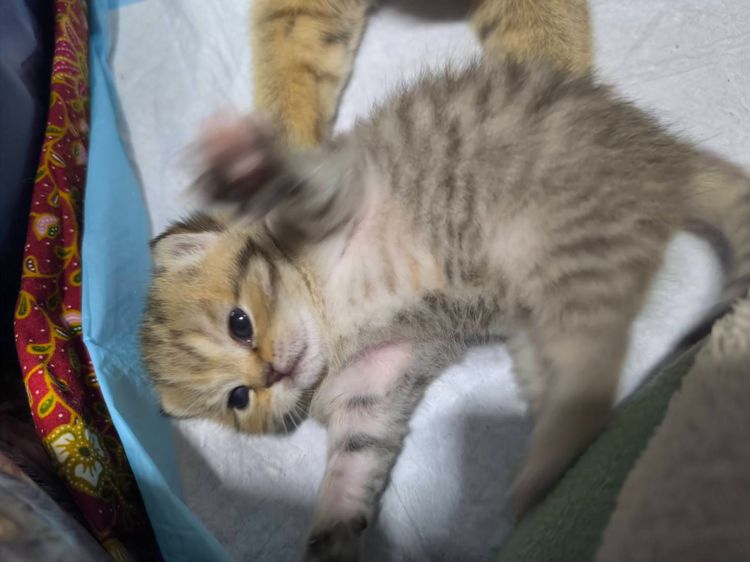 ช็อตแฮ รูปที่ 3