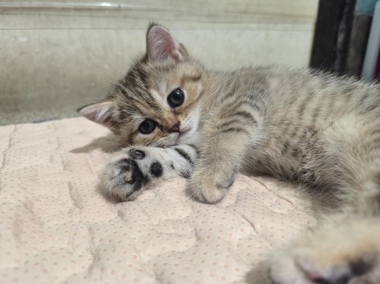 ช็อตแฮ รูปที่ 12