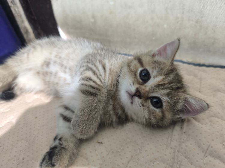 ช็อตแฮ รูปที่ 11