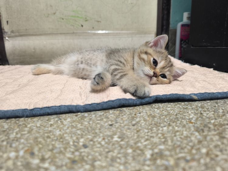 ช็อตแฮ รูปที่ 8