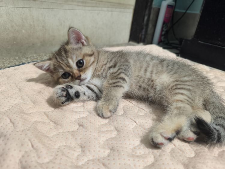 ช็อตแฮ รูปที่ 17