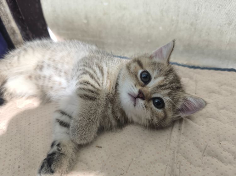 ช็อตแฮ รูปที่ 14