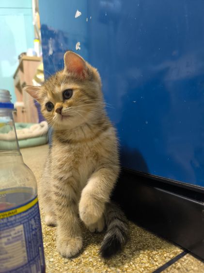 ช็อตแฮ รูปที่ 5