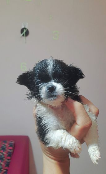 ชิวาว่า รูปที่ 3