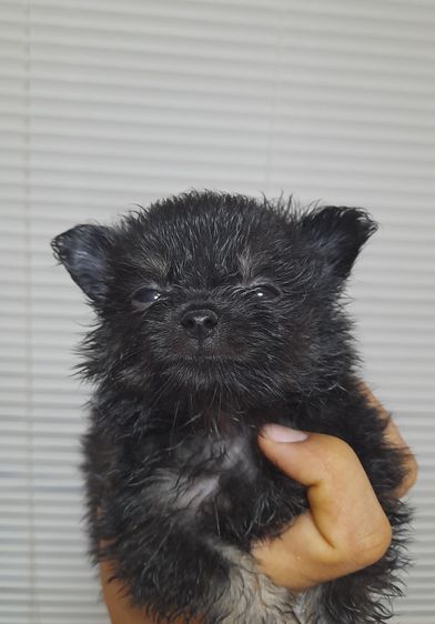 ชิวาวา (Chihuahua) เล็ก ชิวาว่า