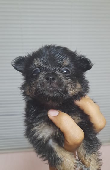 ชิวาว่า รูปที่ 2