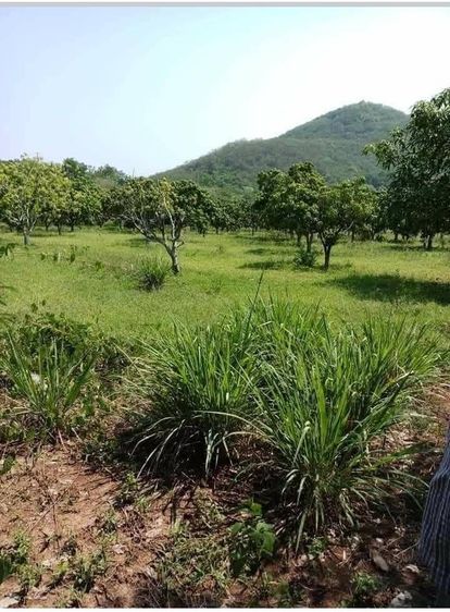 ขายที่ดินวิวภูเขา 32 ไร่ 1 งาน 4 ตรว. อ.ปากช่อง โคราช รูปที่ 3