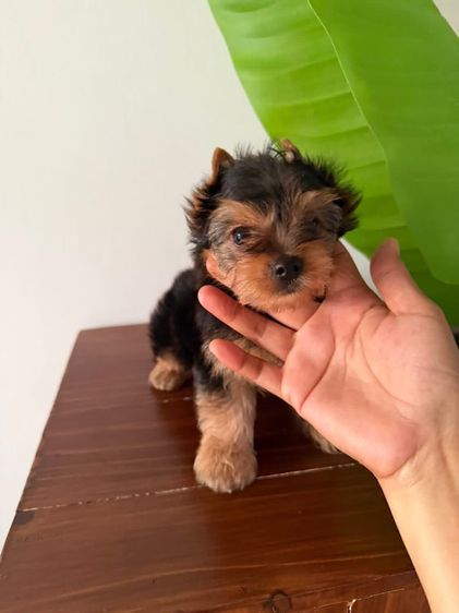 ยอร์คเชียร์ไซด์ทอยและทีคัพ รูปที่ 2