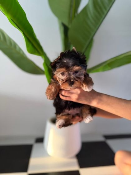ยอร์คเชียร์ เทอร์เรีย (Yorkshire Terrier) เล็ก ยอร์คเชียร์ไซด์ทอยและทีคัพ